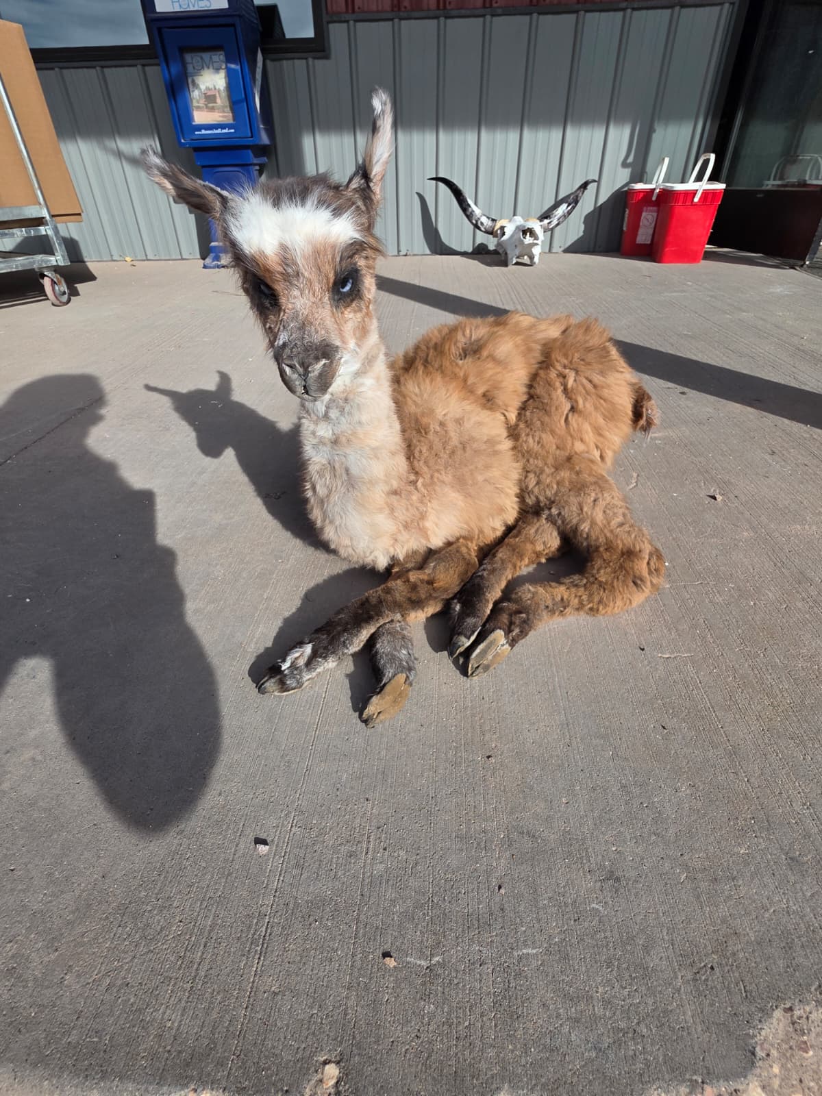 FHAB18 - Full-Body Alpaca Taxidermy Mount