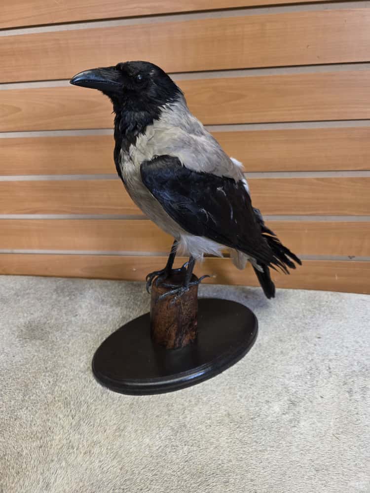 FHAB4 - hooded crow taxidermy Mount