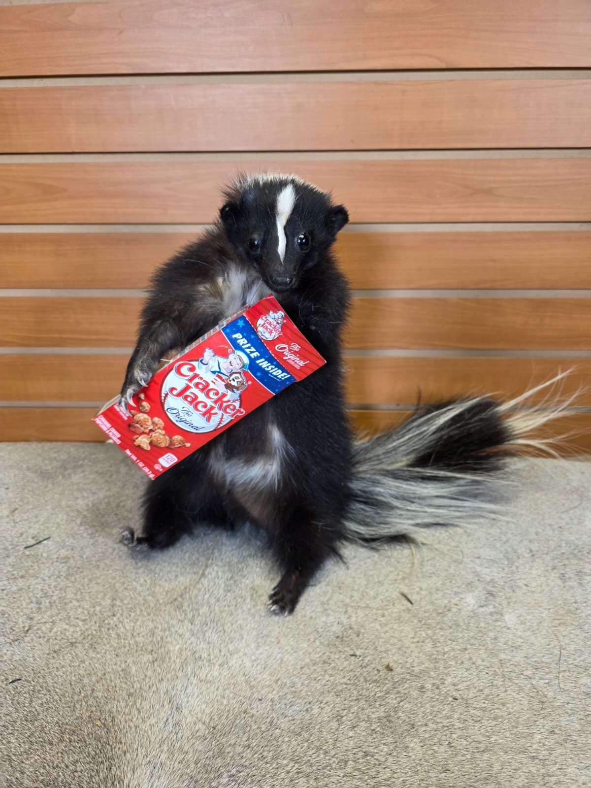 KMSK38 - Full-Body Skunk Taxidermy Mount