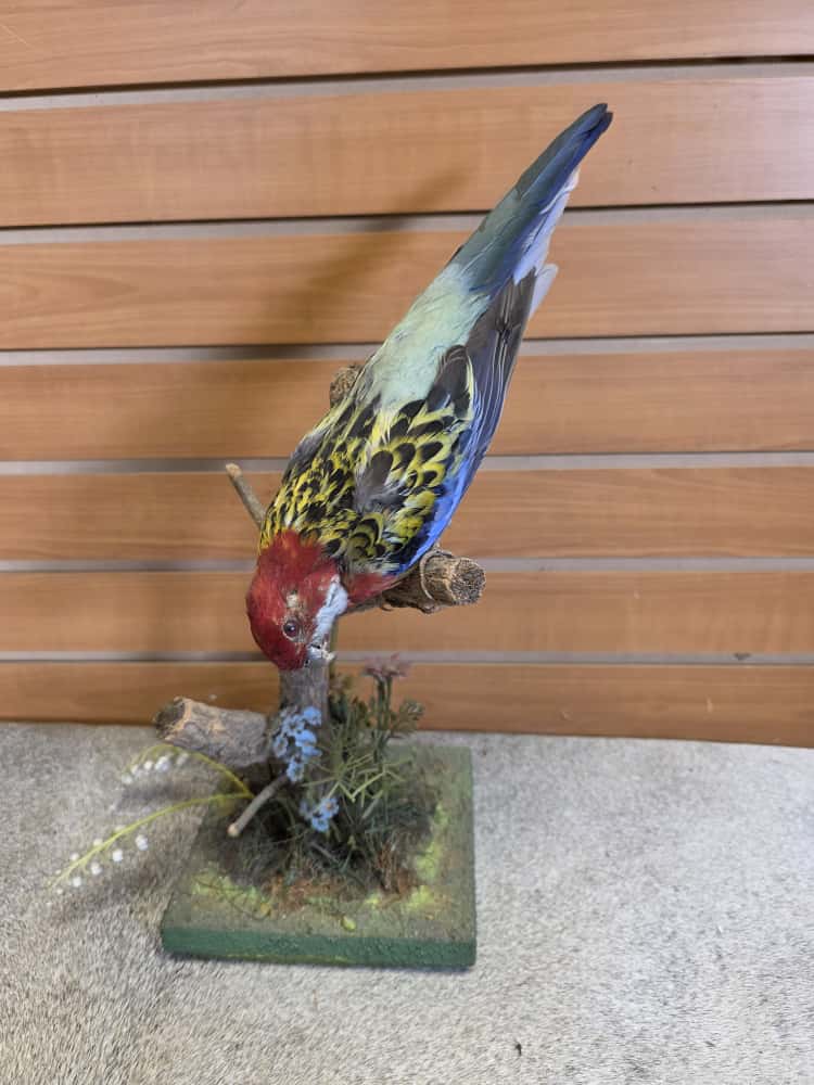 JTV276 - Farm-Raised Eastern Rosella Parrot