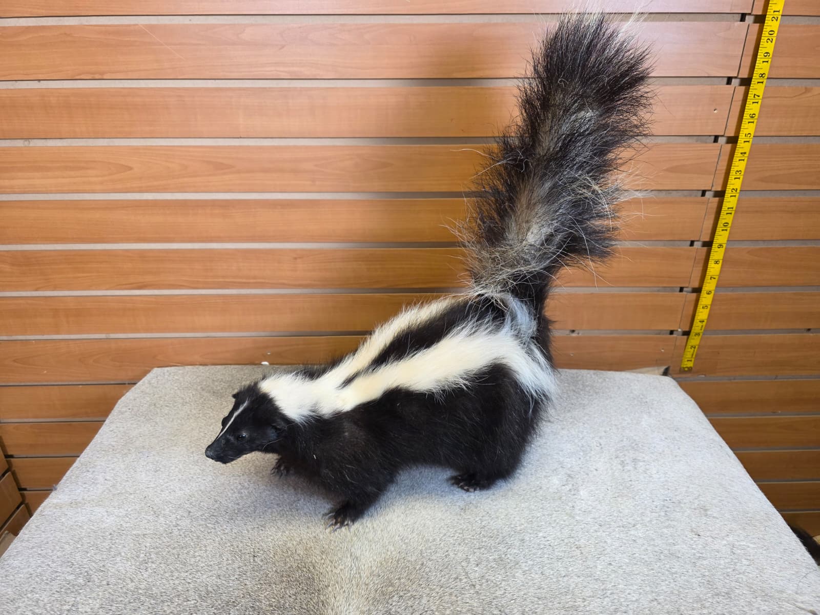 KMSK11 - Full-Body Skunk Taxidermy Mount