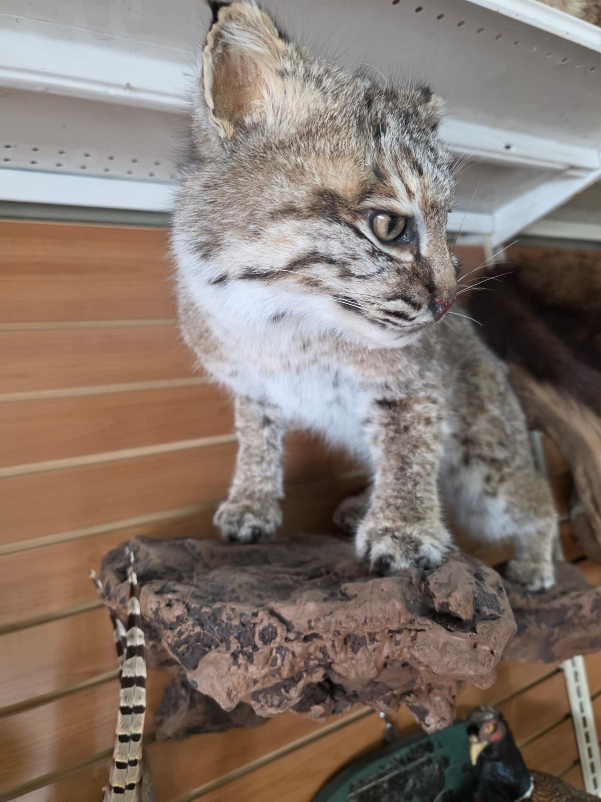 FHAB23 - Bobcat – Full-body Taxidermy Mount