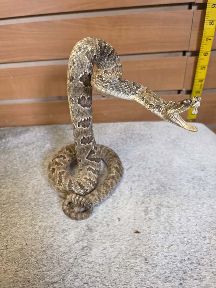 JTV282 - Prairie Rattlesnake – Full Body Mount