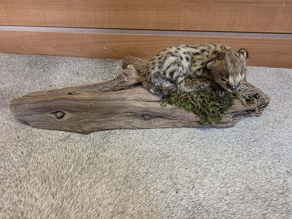 FHAB5 - Serval baby kitten Full body taxidermy Mount