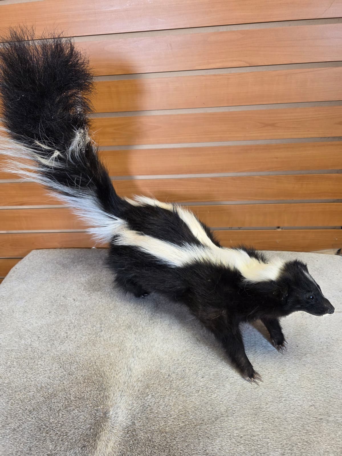 KMSK27 - Full-Body Skunk Taxidermy Mount