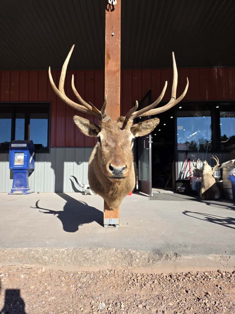 FHRAN1 - Elk Deer Head Taxidermy Mount
