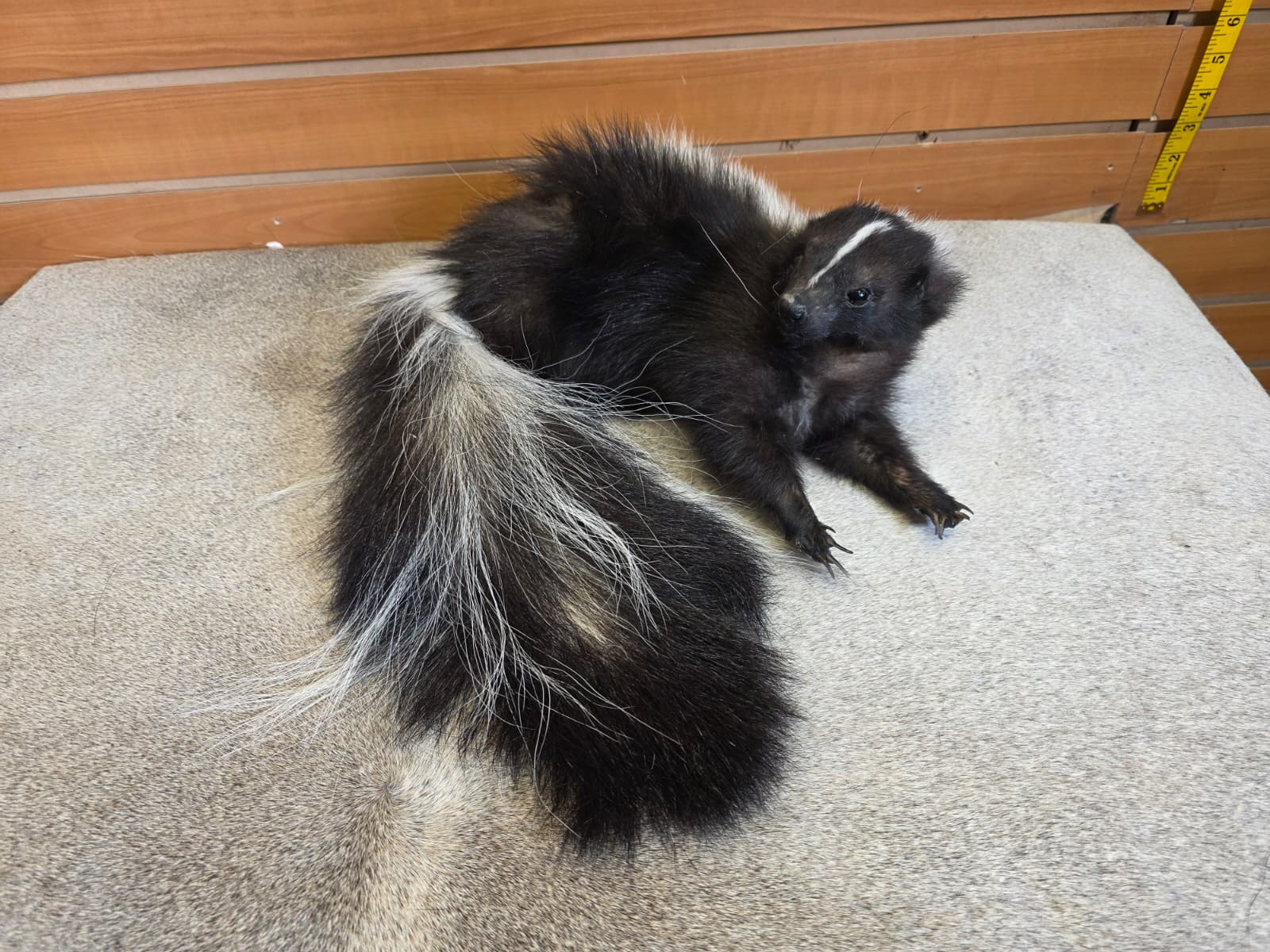 KMSK13 - Full-Body Skunk Taxidermy Mount