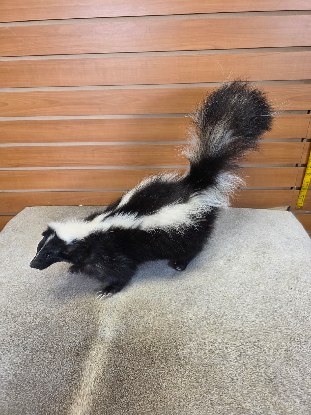 KMSK21 - Full-Body Skunk Taxidermy Mount