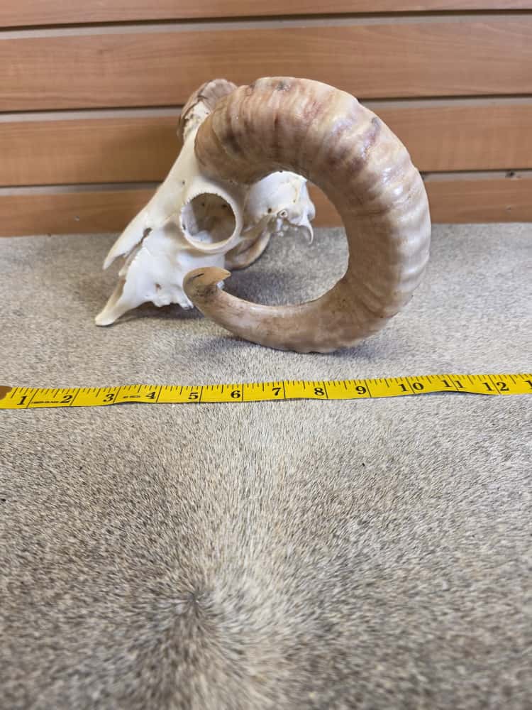 JTV290 - Ram Skull – Full Curl – Taxidermy Mount