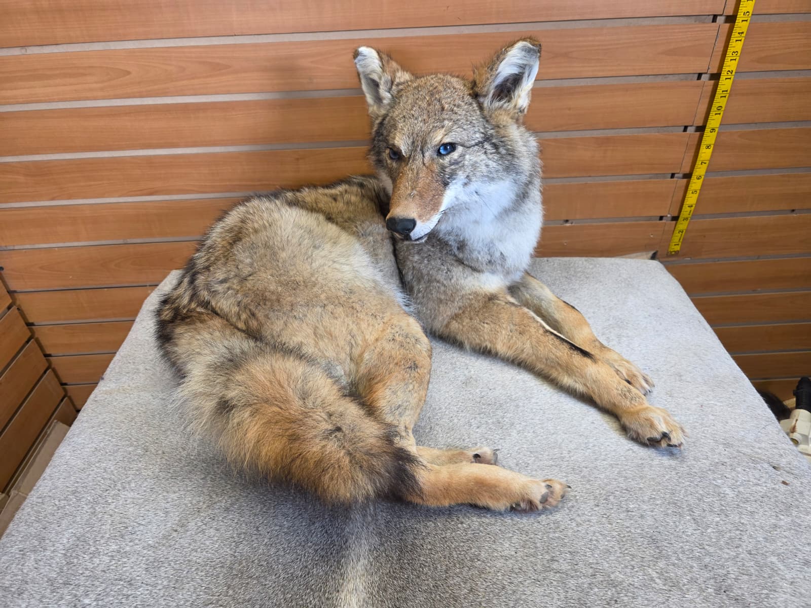 KMCY33 - Full-Body Coyote Taxidermy Mount