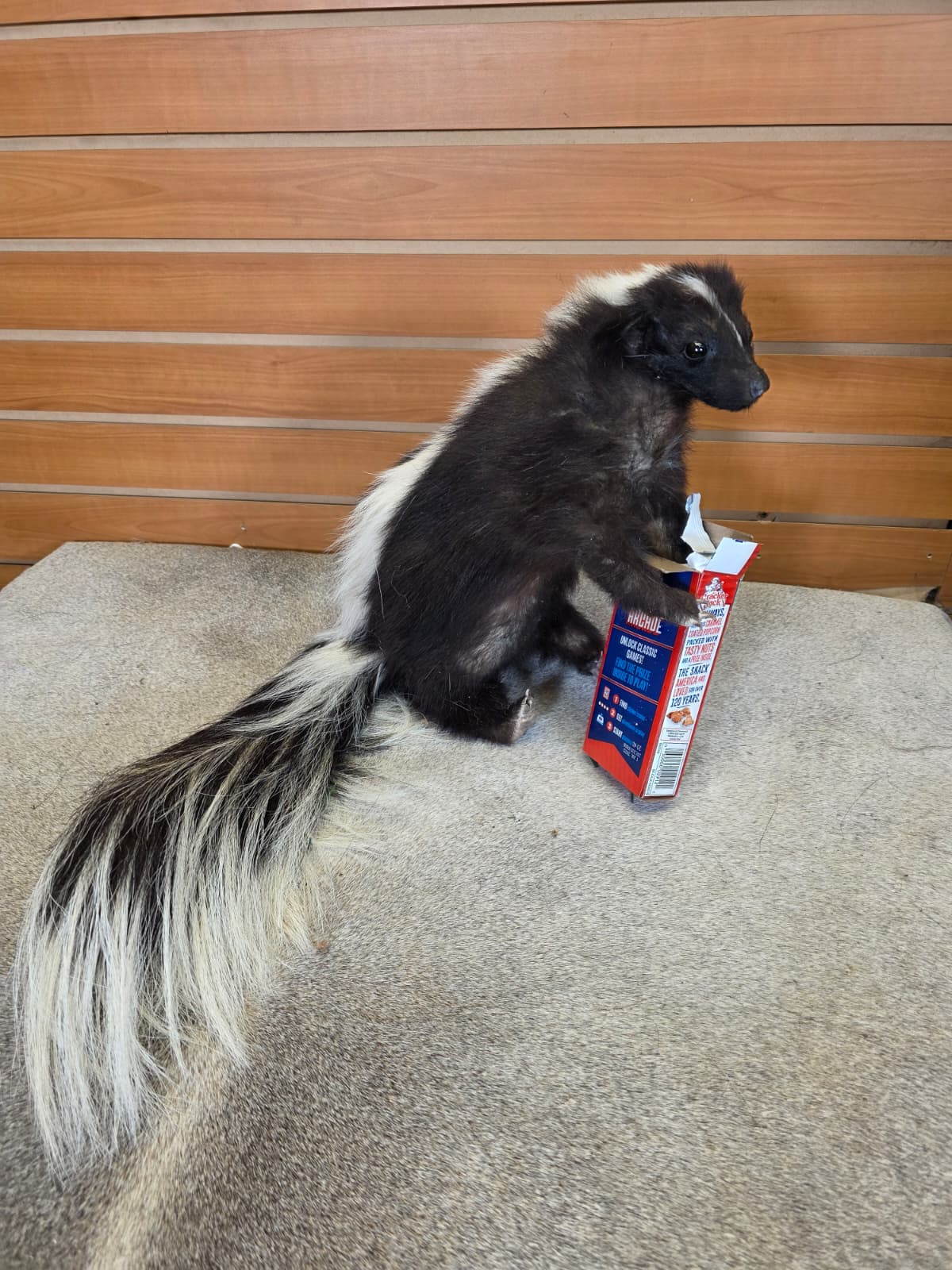 KMSK37 - Full-Body Skunk Taxidermy Mount