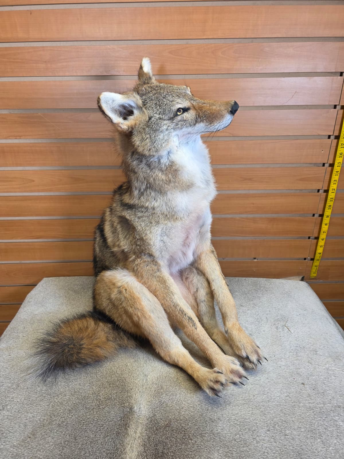 KMCY30 - Full-Body Coyote Taxidermy Mount