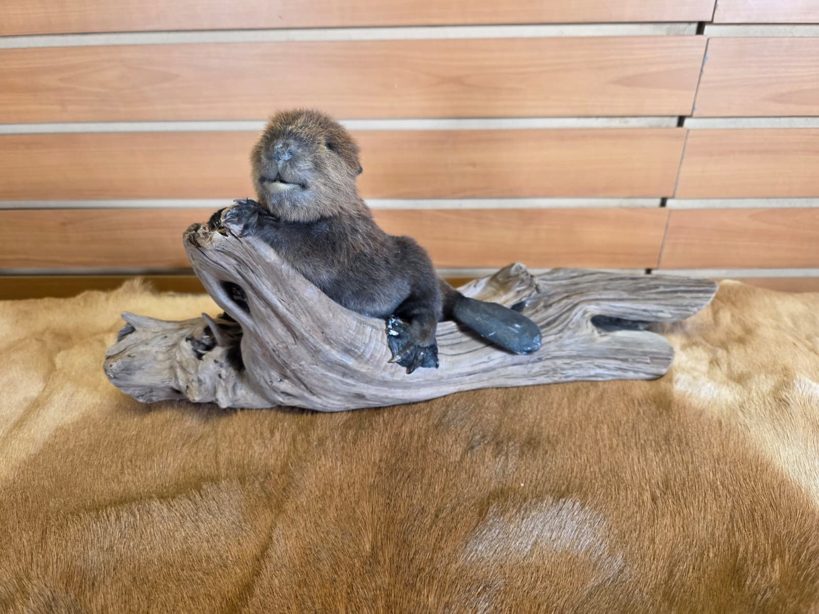 FHCK66 - Baby Beaver Taxidermy Mount