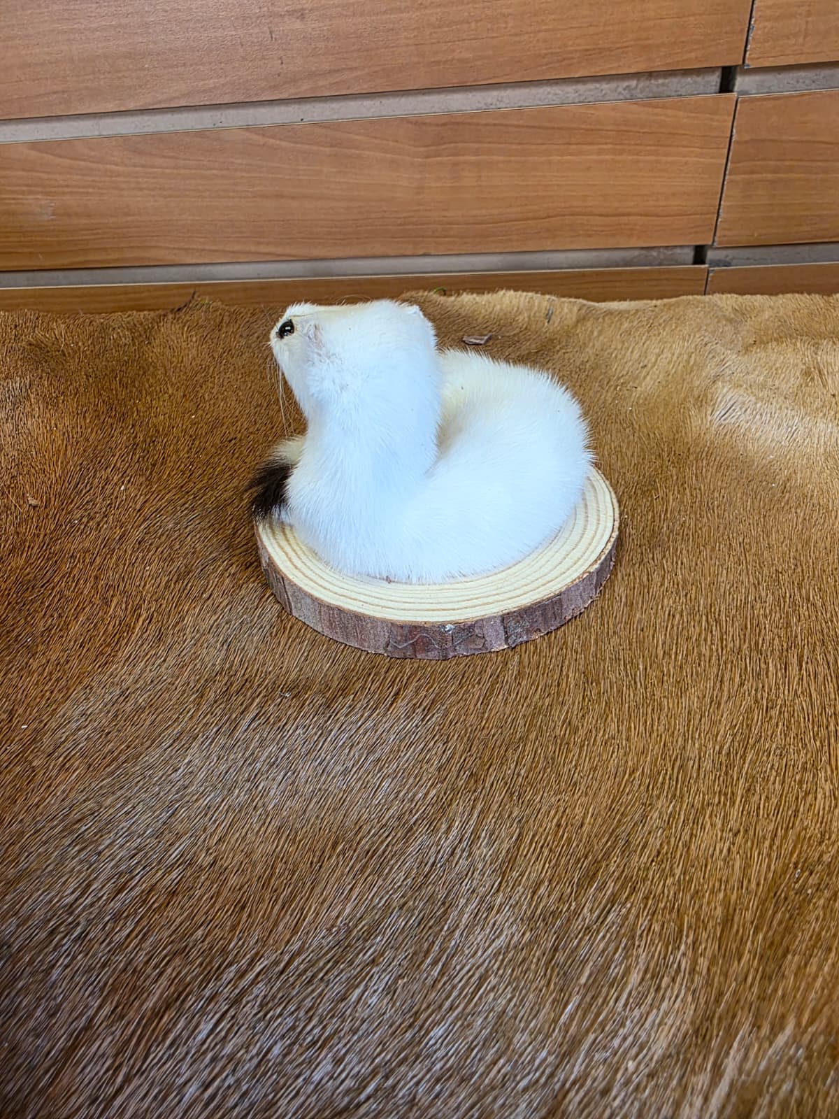 FHCK134 - Beautiful Adorable Weasel Ermine Small Animal Taxidermy