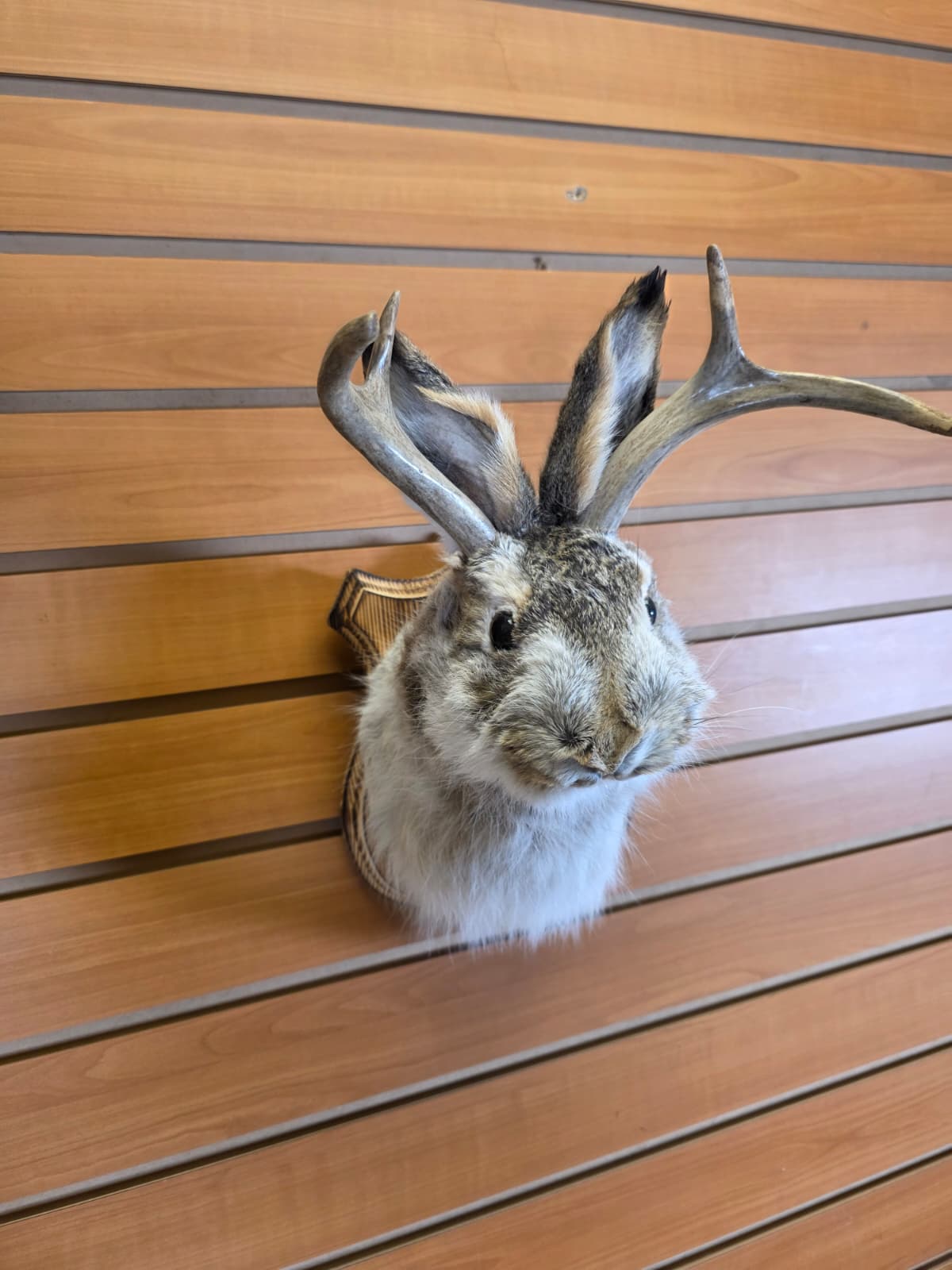 FHJK14 - Jackalope Head Taxidermy Mount