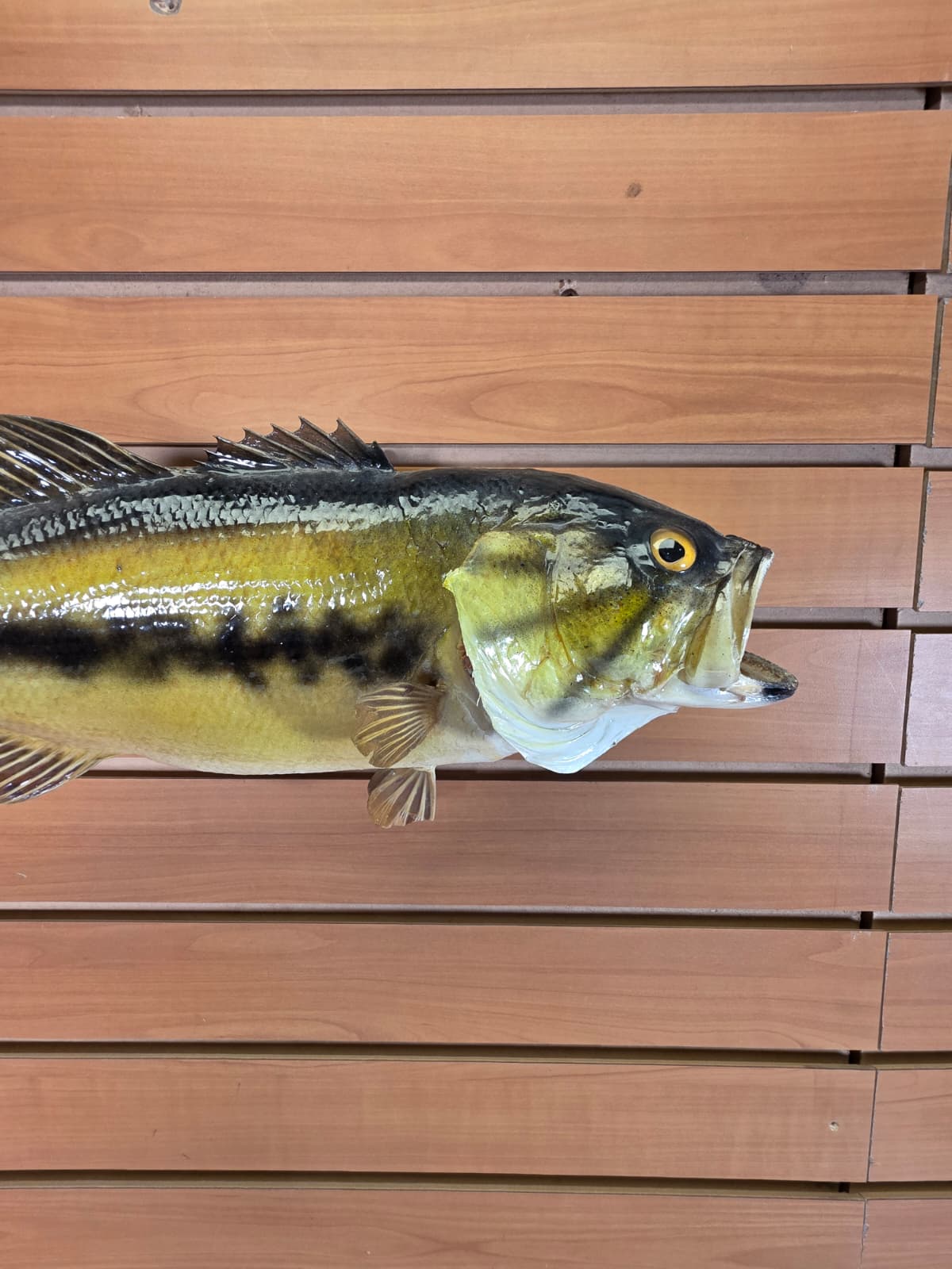 Jtv404 - 16" Bass Fish Mount – Classic Freshwater Display