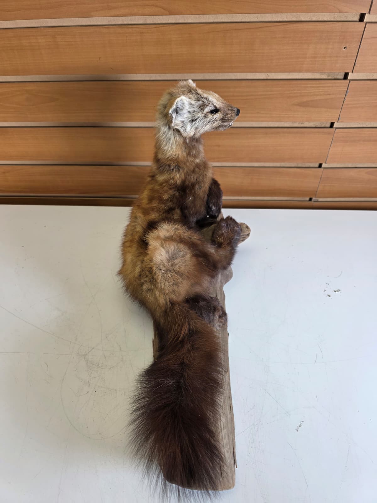 Fhck156 - Taxidermy Marten full body mount