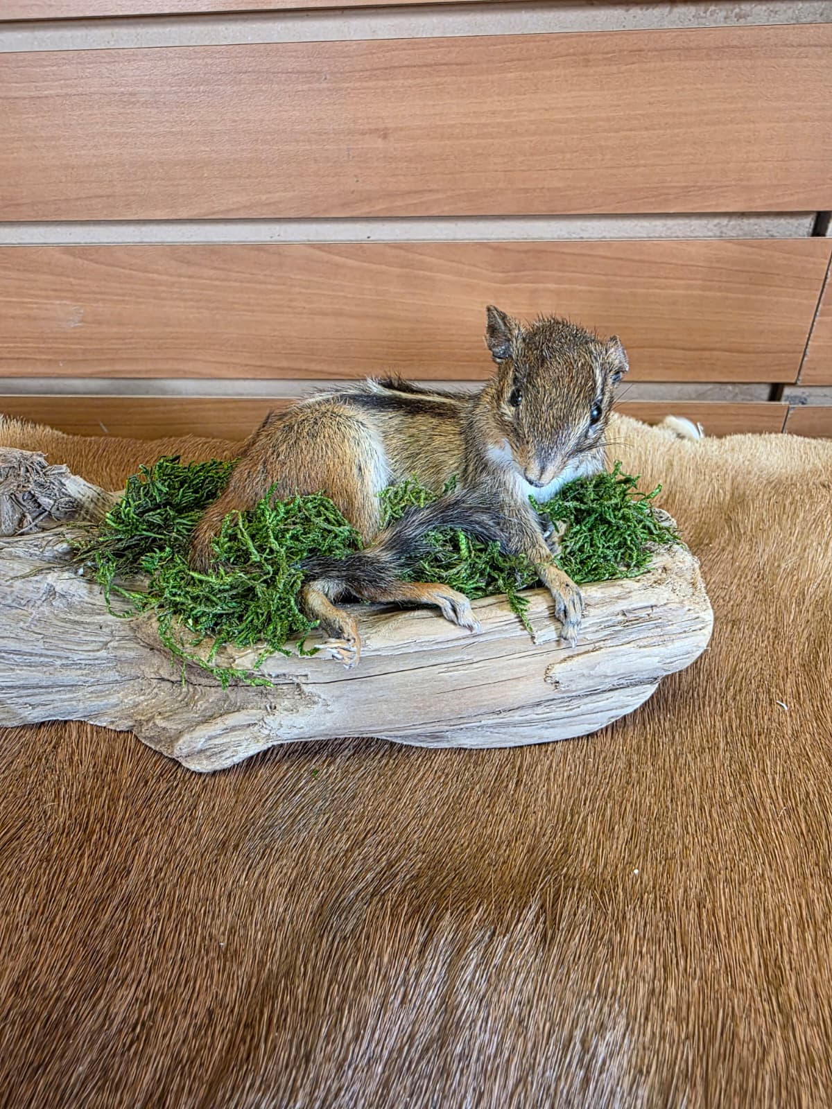 FHCK111 - Chipmunk Taxidermy Mount