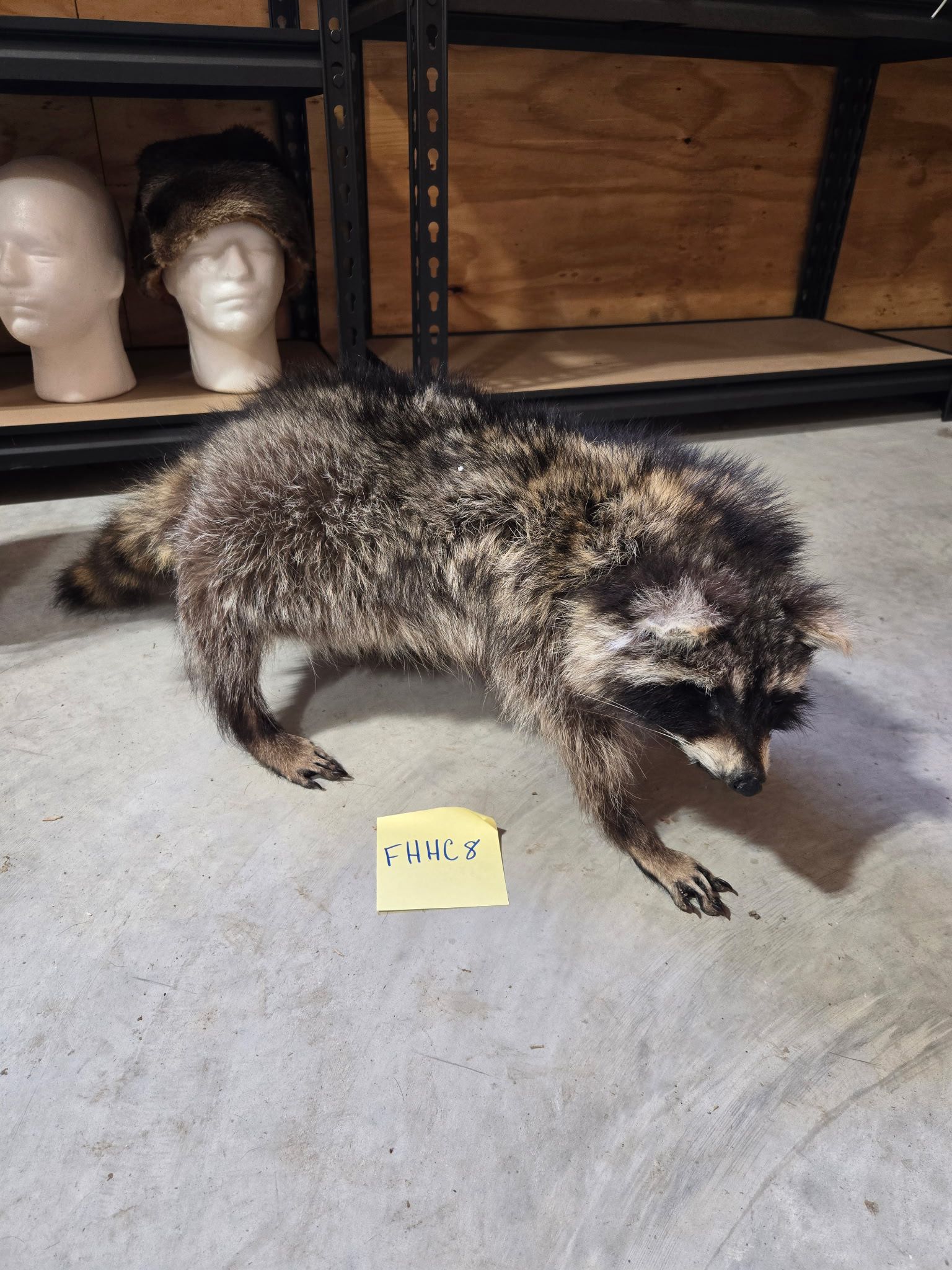 FHHC8 - Raccoon Taxidermy Mount