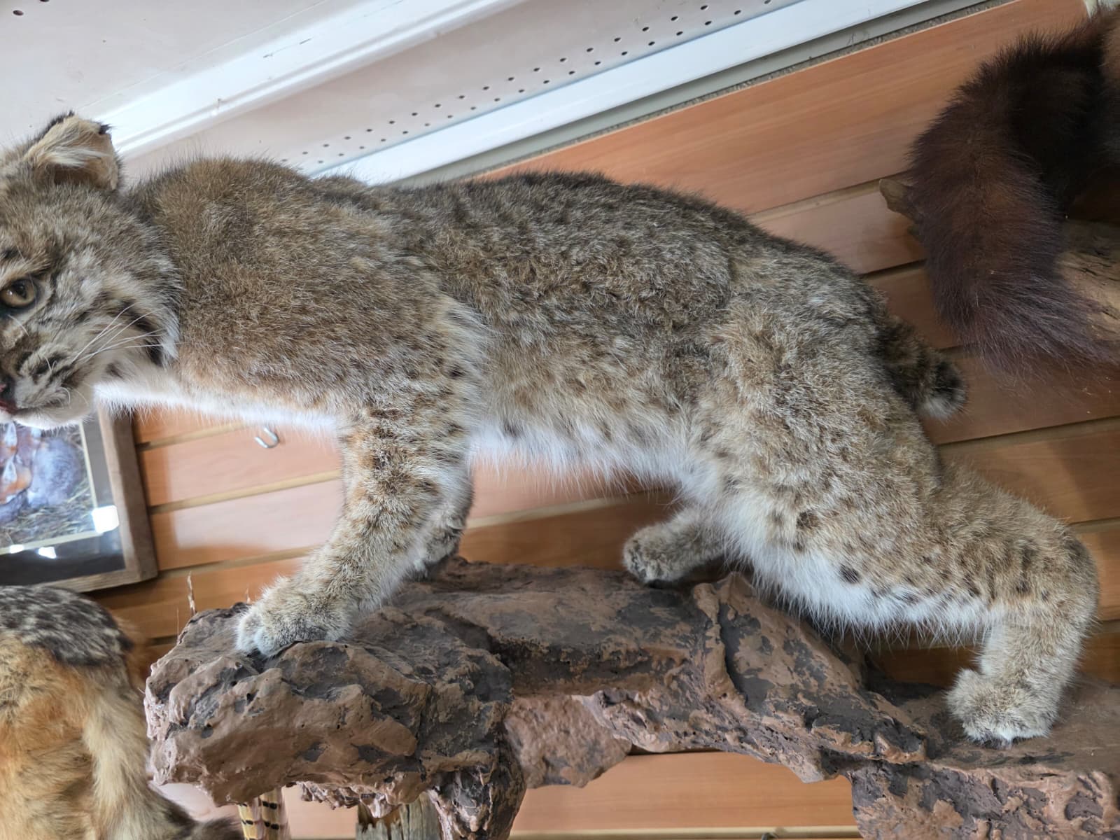 FHAB23 - Bobcat – Full-body Taxidermy Mount