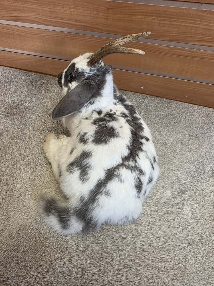 FHAB1 - Holland Lop Rabbit – Royalty Edition