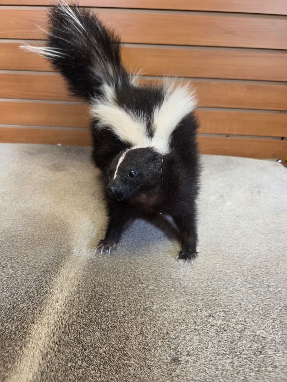 KMSK18 - Full-Body Skunk Taxidermy Mount