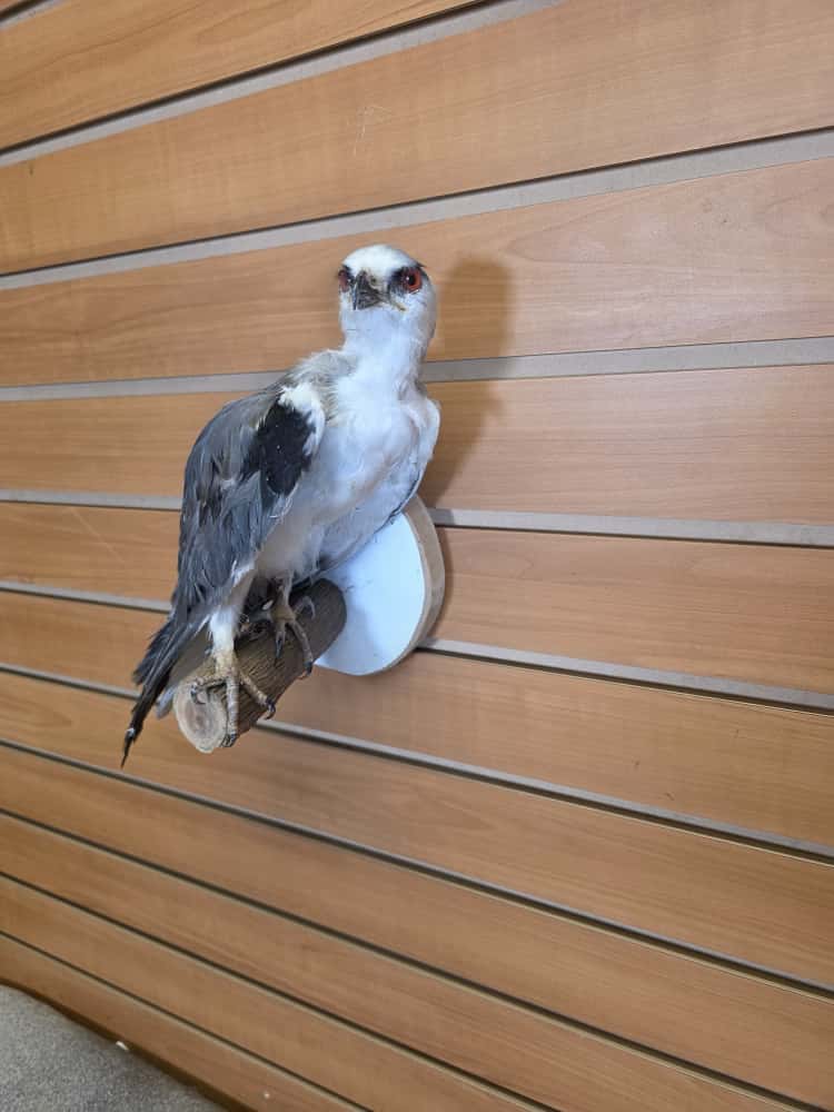 JTV279 - Black-winged Kite Full Mount