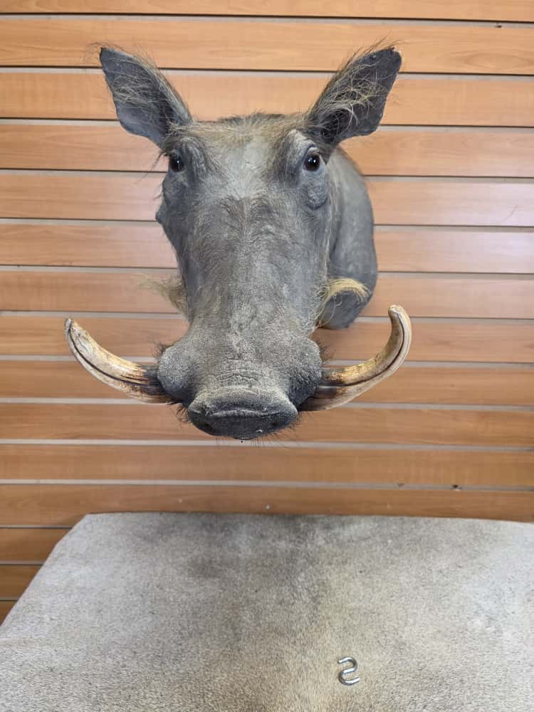 FHAB14 - African Warthog Head – Taxidermy Mount