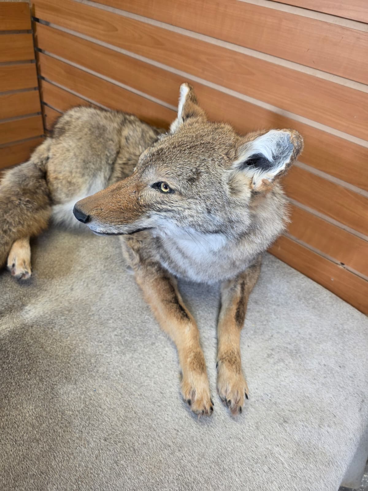 KMCY13 - Full-Body Coyote Taxidermy Mount