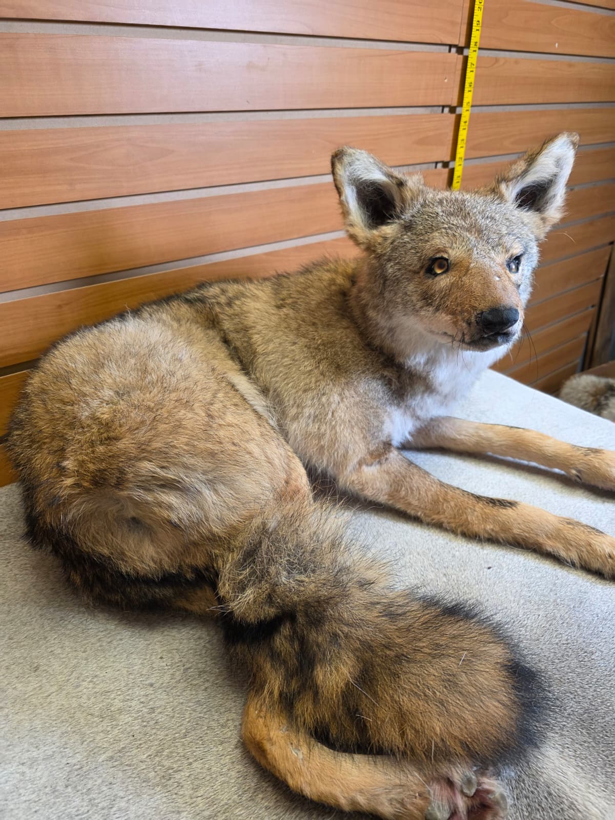 KMCY18 - Full-Body Coyote Taxidermy Mount
