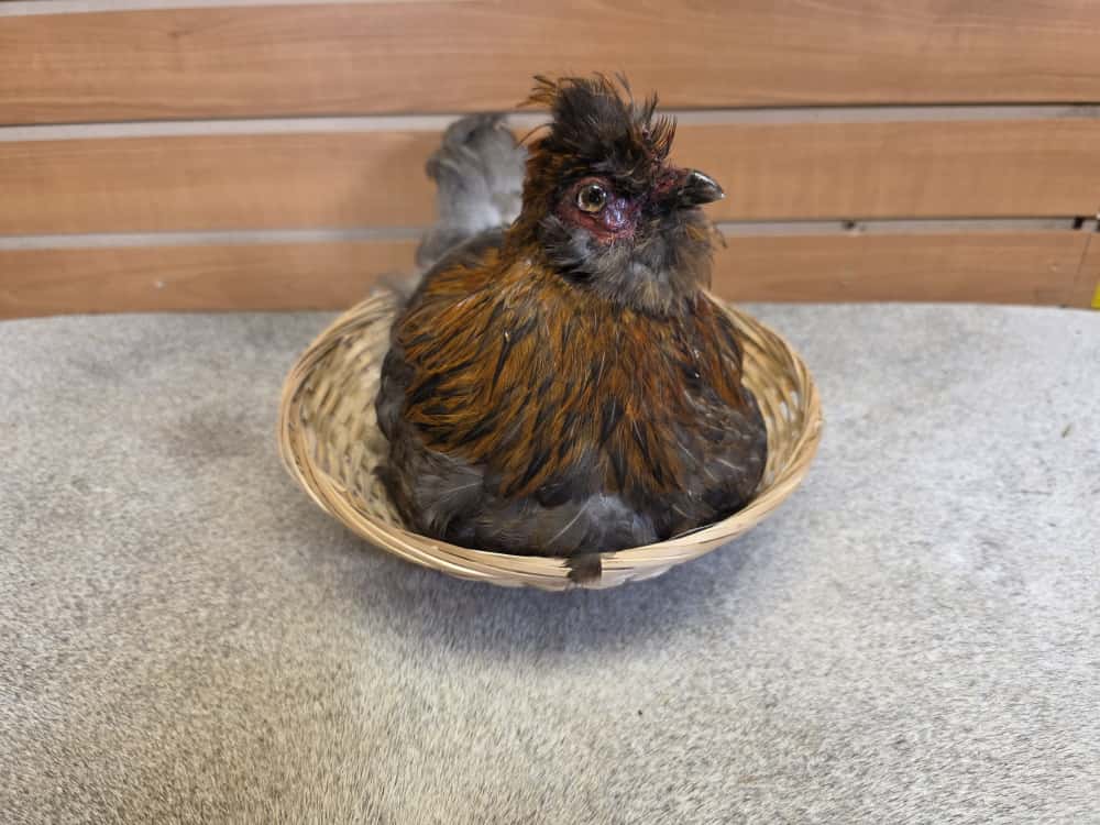 JTV285 - Easter Egger Chicken – Taxidermy in Straw