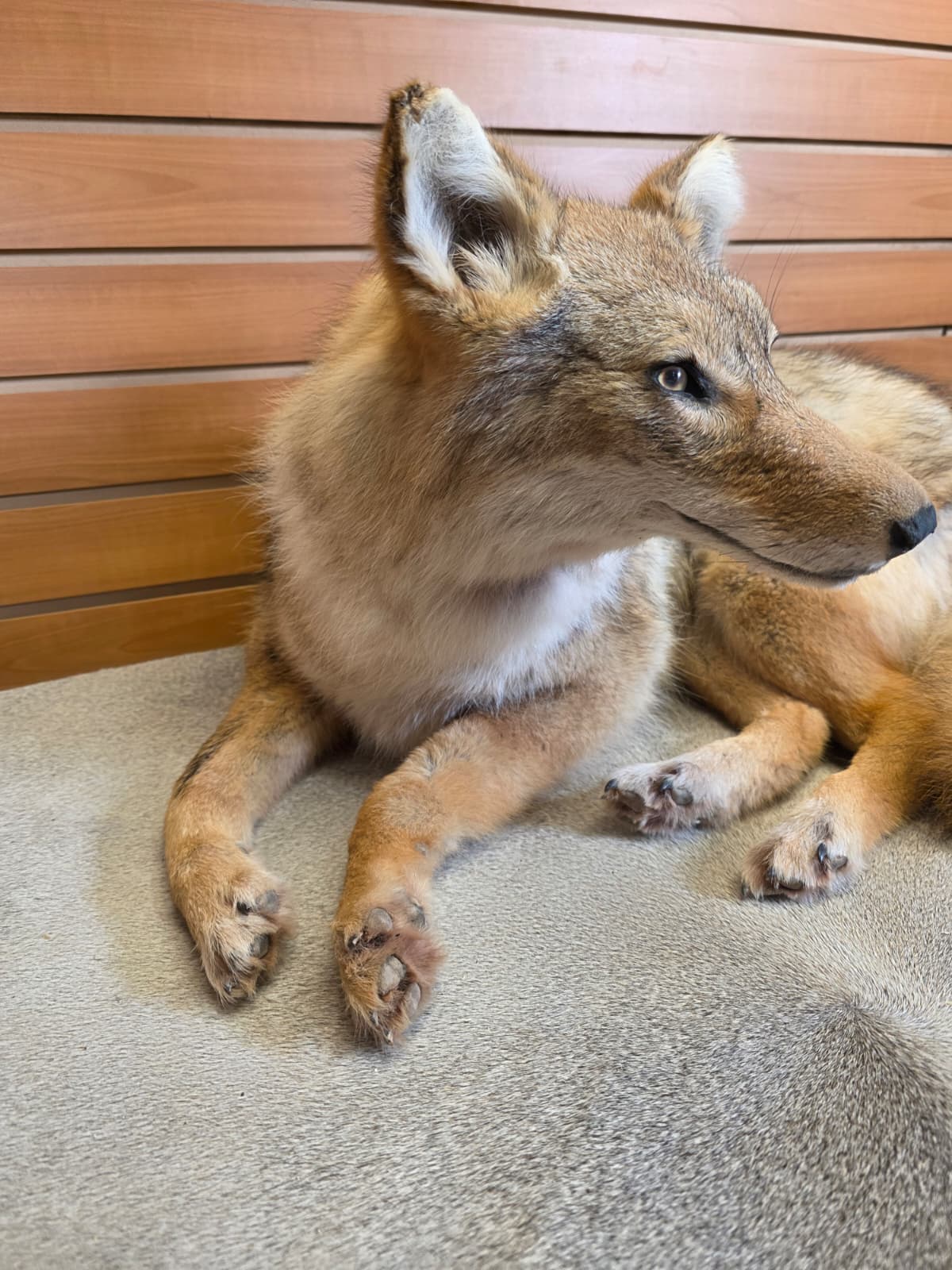 KMCY10 - Full-Body Coyote Taxidermy Mount