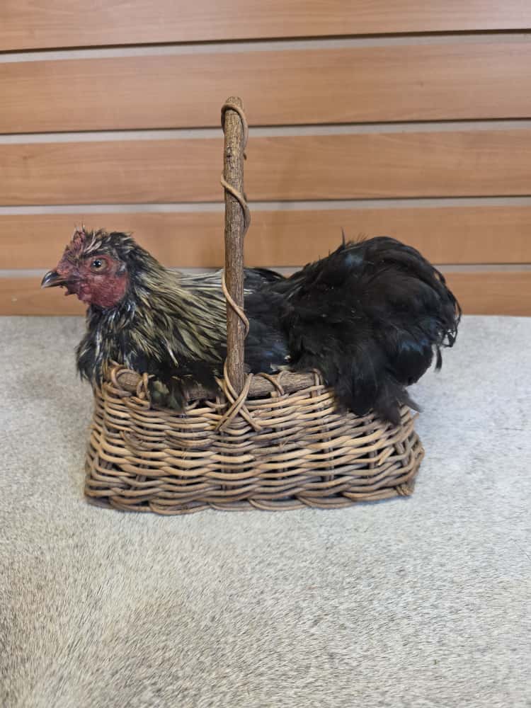 JTV286 - Cochin Bantam Chicken