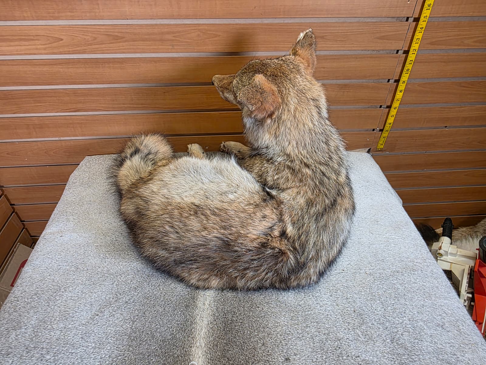 KMCY16 - Full-Body Coyote Taxidermy Mount