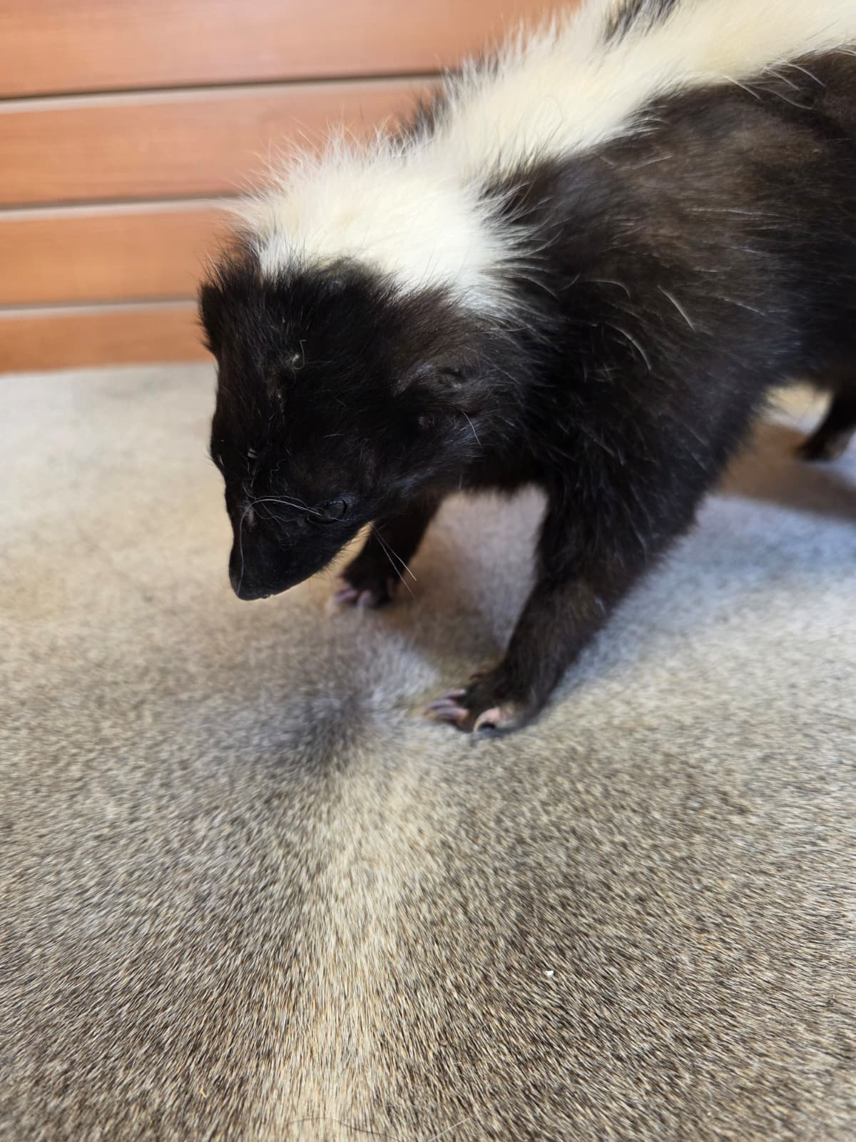 KMSK19 - Full-Body Skunk Taxidermy Mount