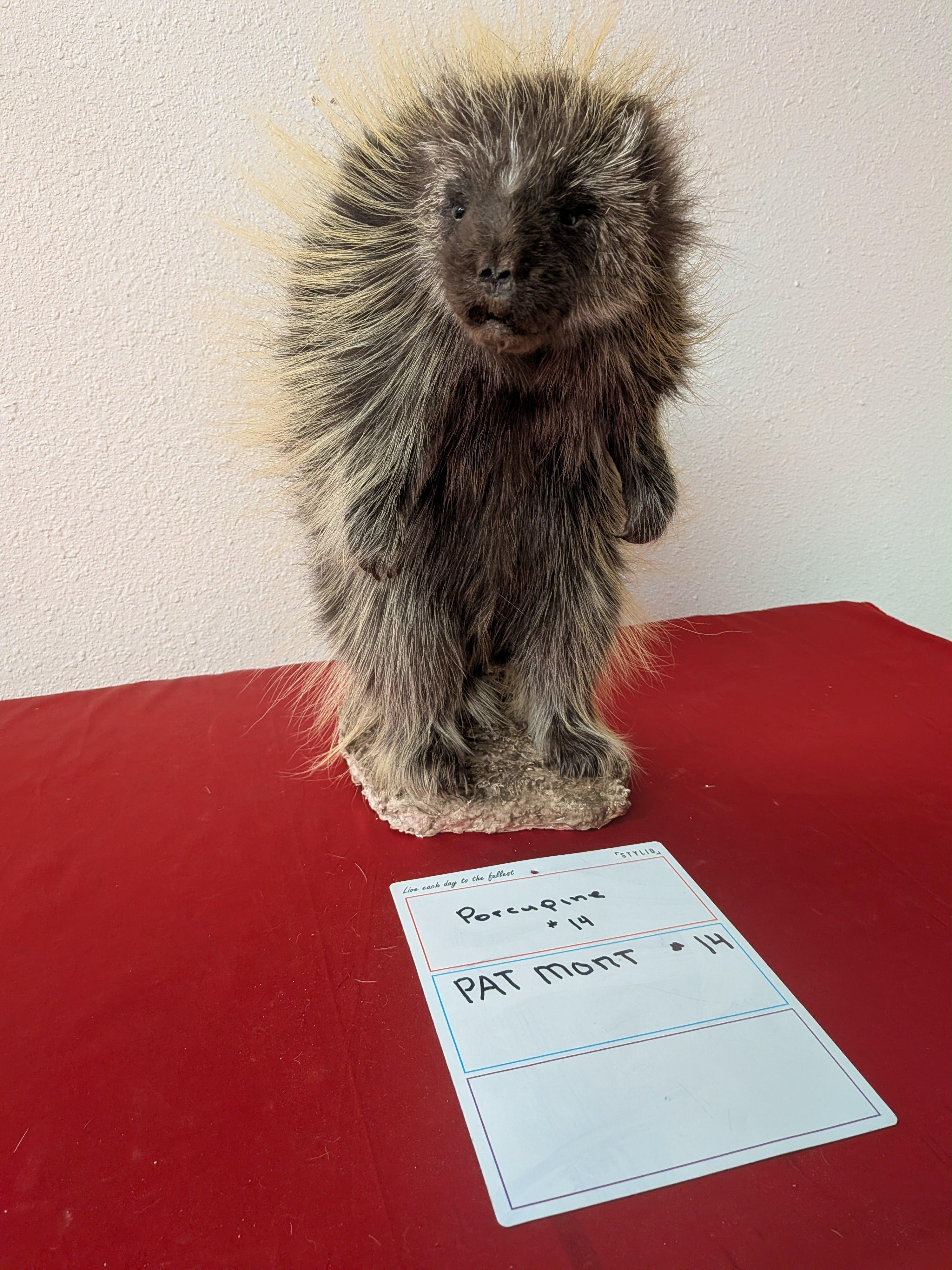 FHPAT14- Beautiful Montana Prime Winter Porcupine Full Taxidermy Mount