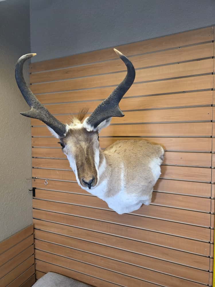 FHCM64 - Pronghorn Antelope Head Mount