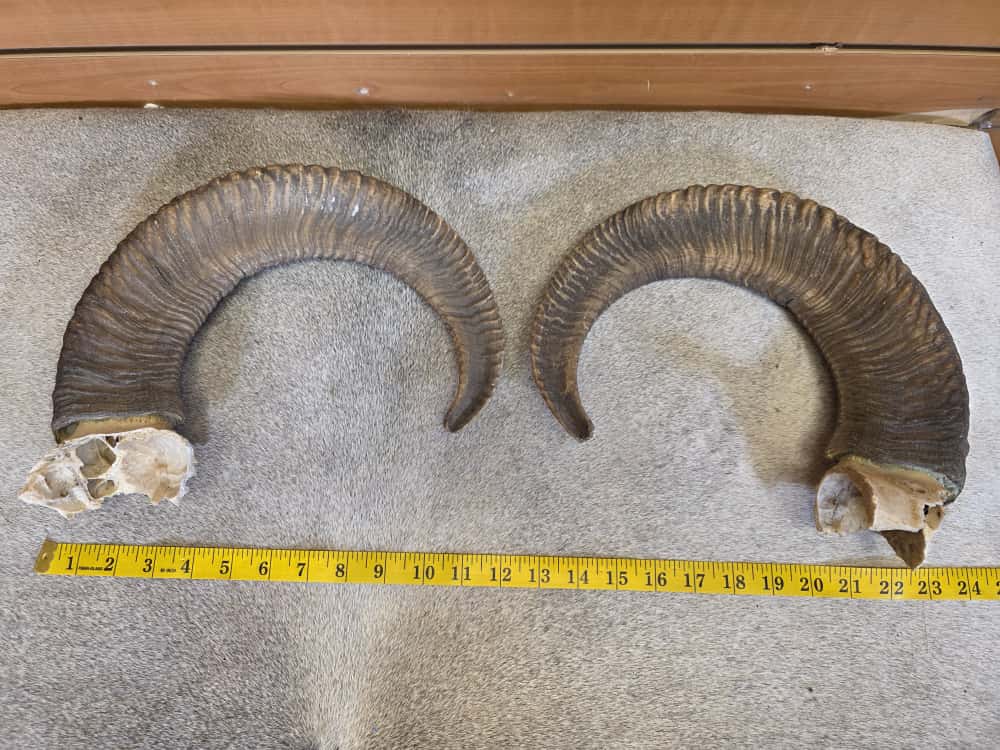 JTV294 - Matched Pair Aoudad Sheep Horns – 21" Curl