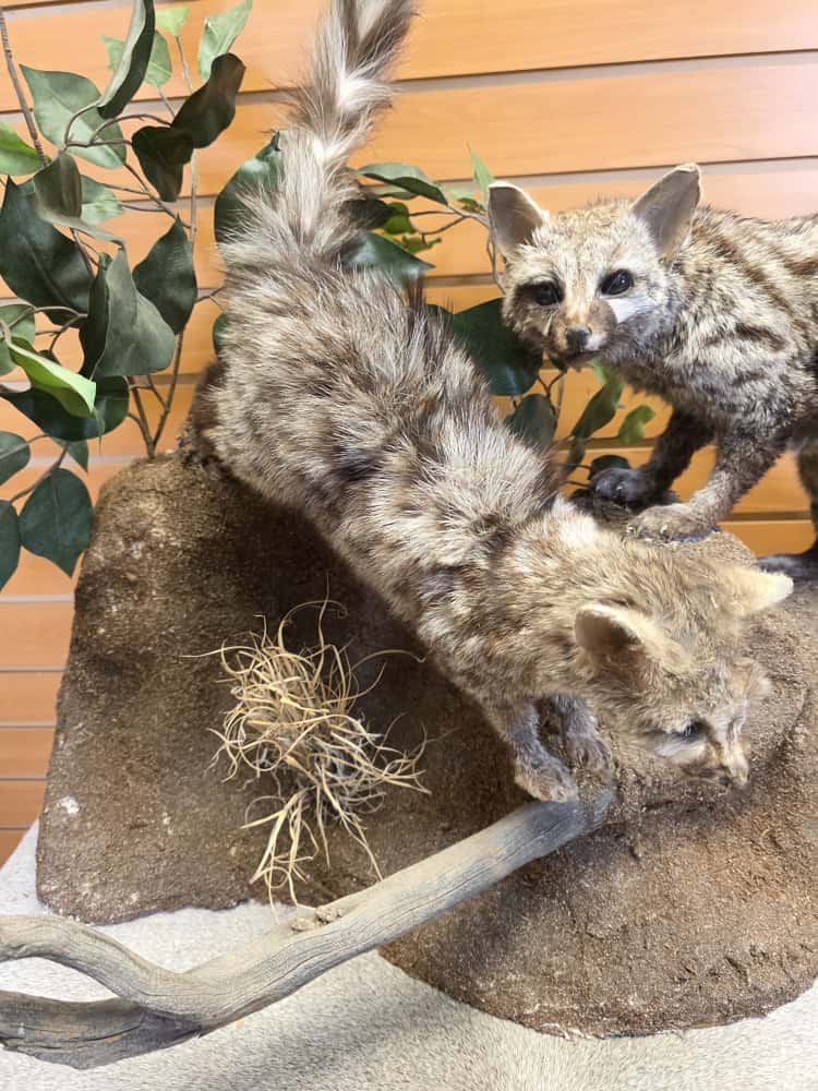 FHCM65 - pair Common Genet – Full Body Mounts