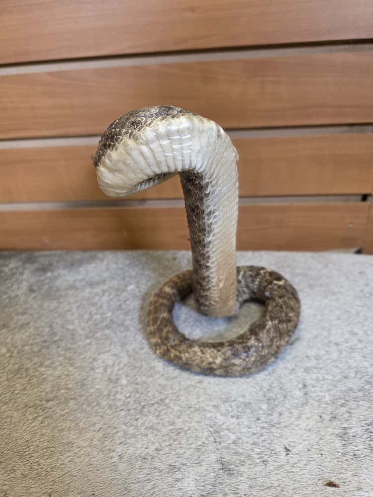 JTV283 - Western Diamondback Rattlesnake – Full Body Mount