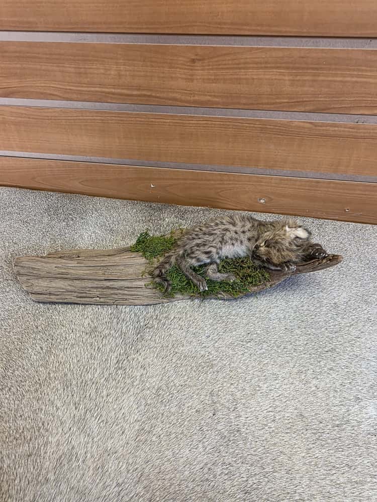 FHAB6 - serval cat baby kitten taxixermy Mount