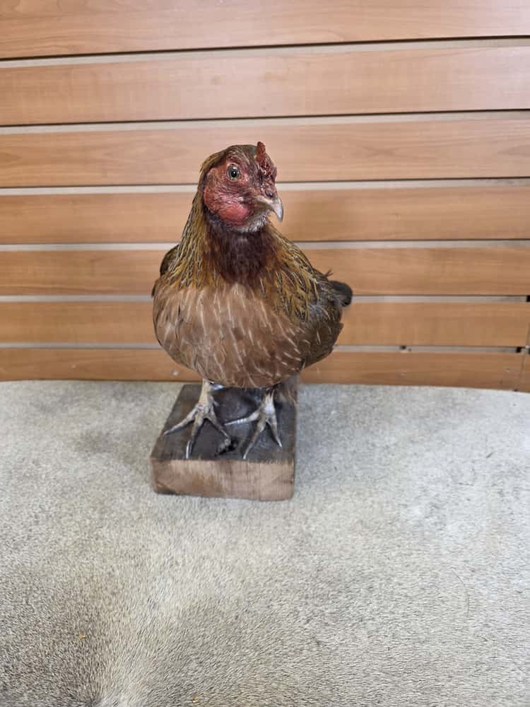 JTV287 - Welsummer Chicken – Full Body Mount