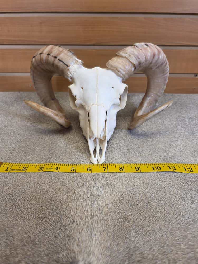 JTV290 - Ram Skull – Full Curl – Taxidermy Mount