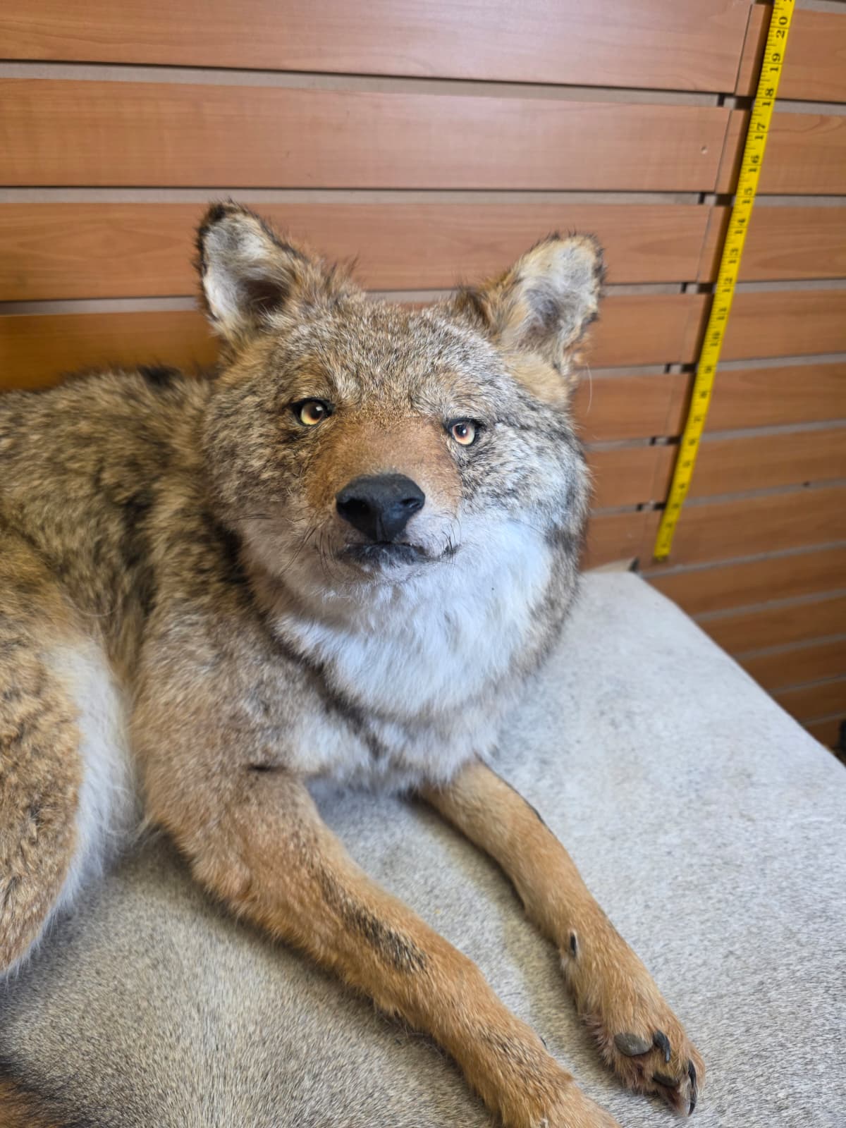 KMCY11 - Full-Body Coyote Taxidermy Mount