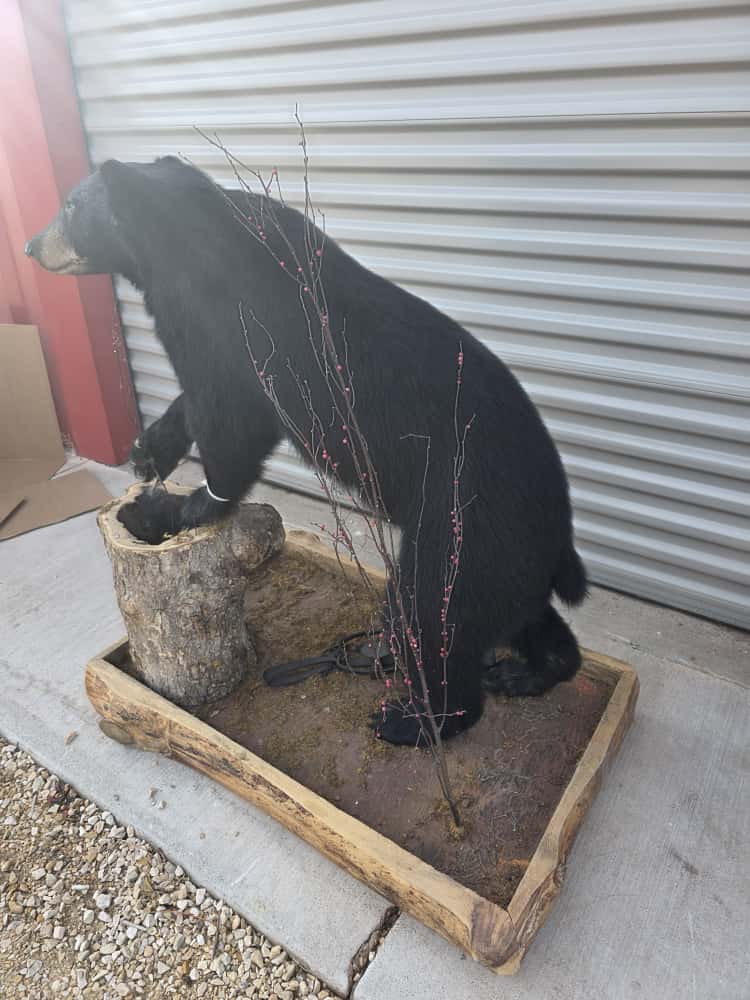FHCM68 - Black Bear Full Mount