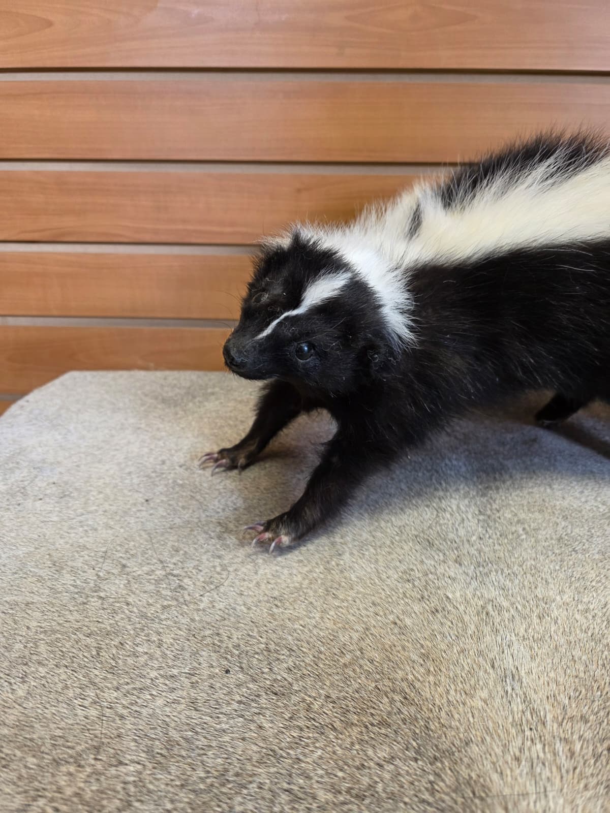 KMSK22 - Full-Body Skunk Taxidermy Mount