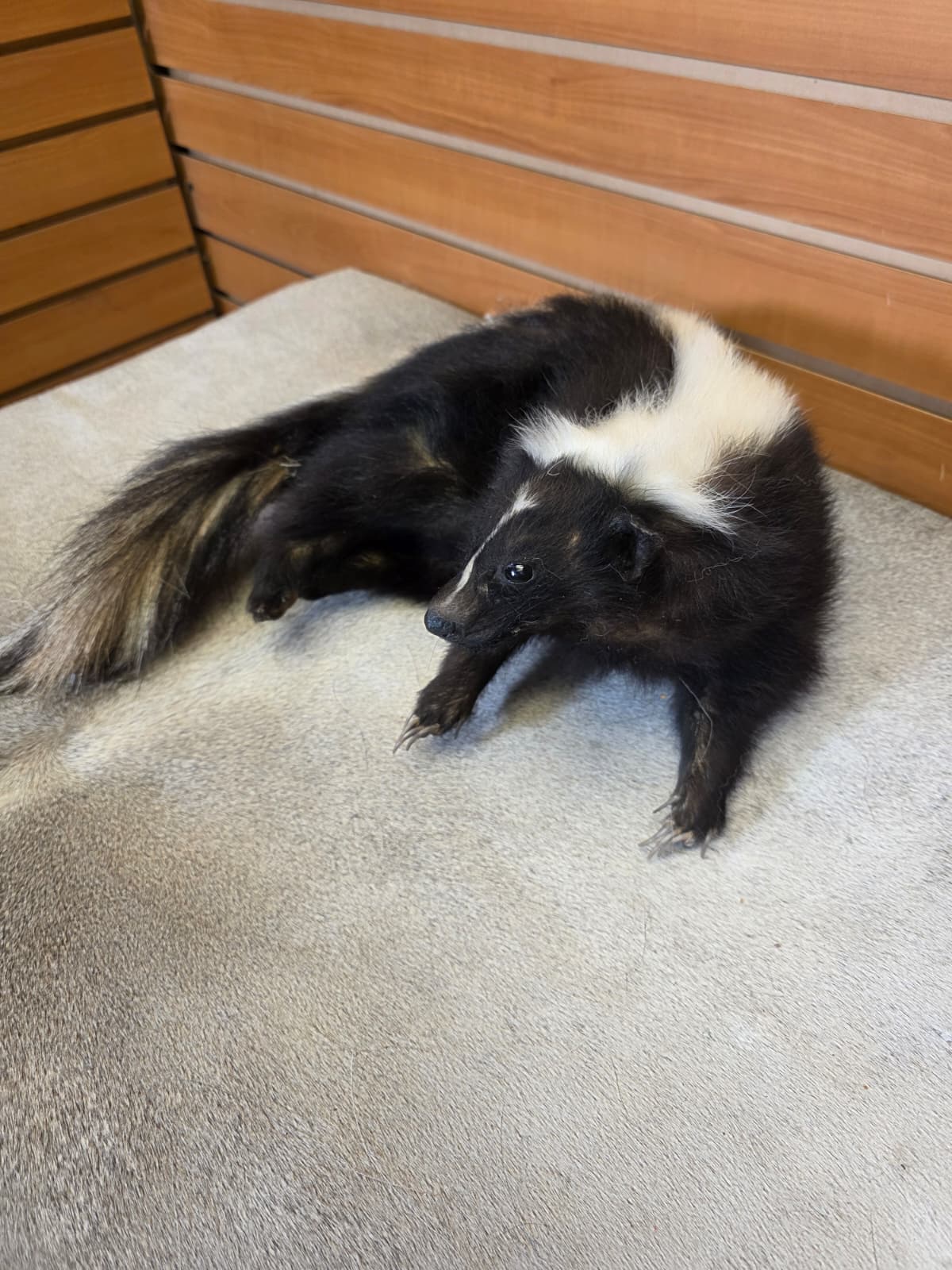 KMSK34 - Full-Body Skunk Taxidermy Mount