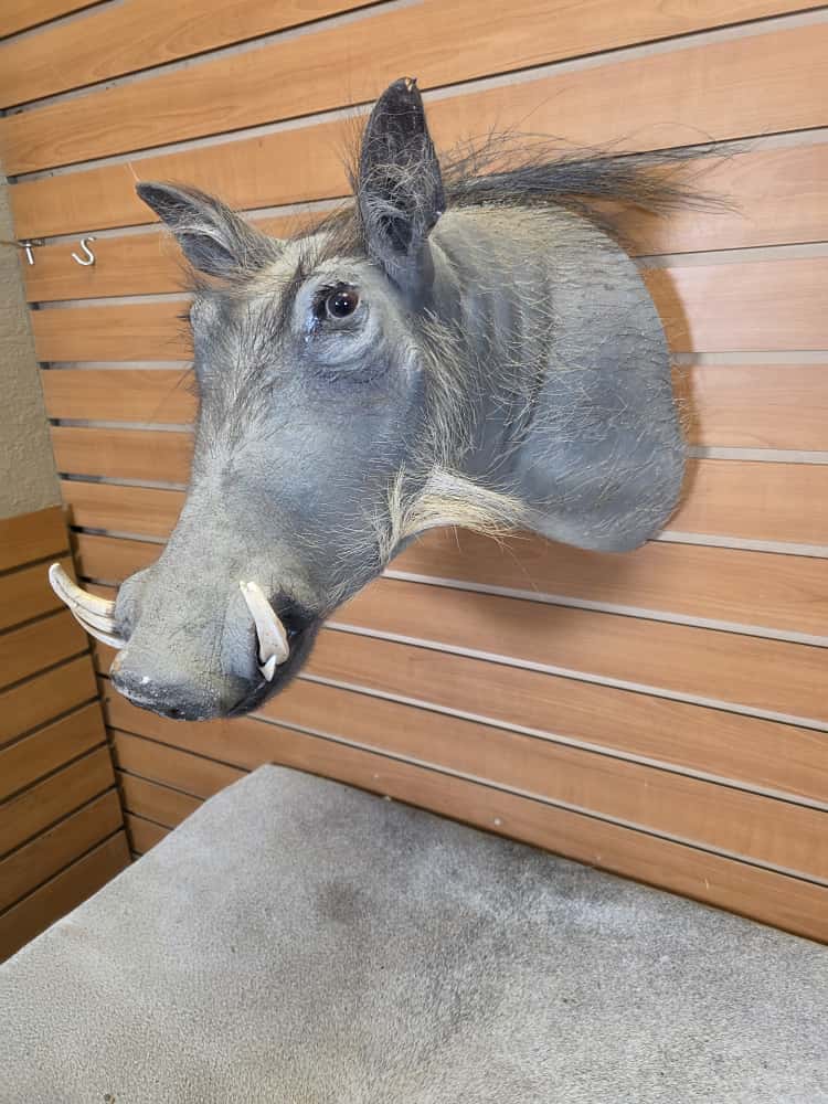 FHAB15 - African Warthog Head – Taxidermy Mount