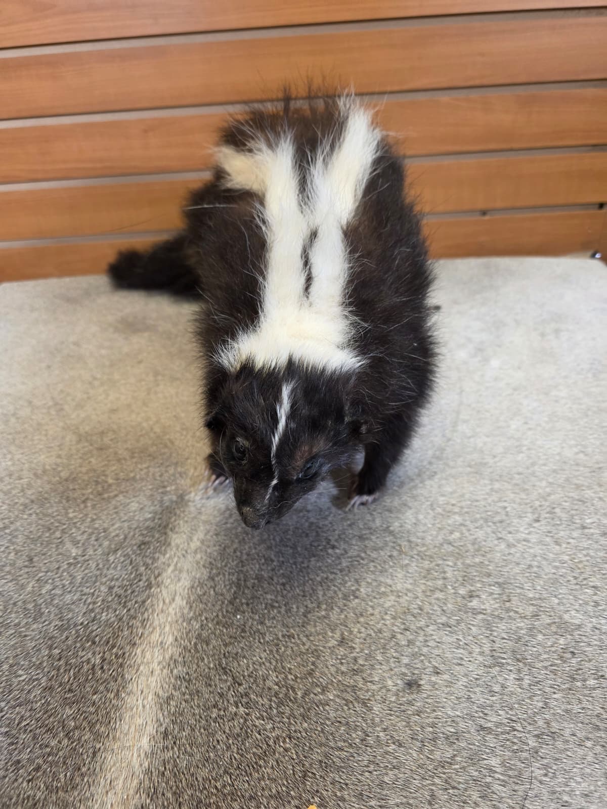 KMSK24 - Full-Body Skunk Taxidermy Mount
