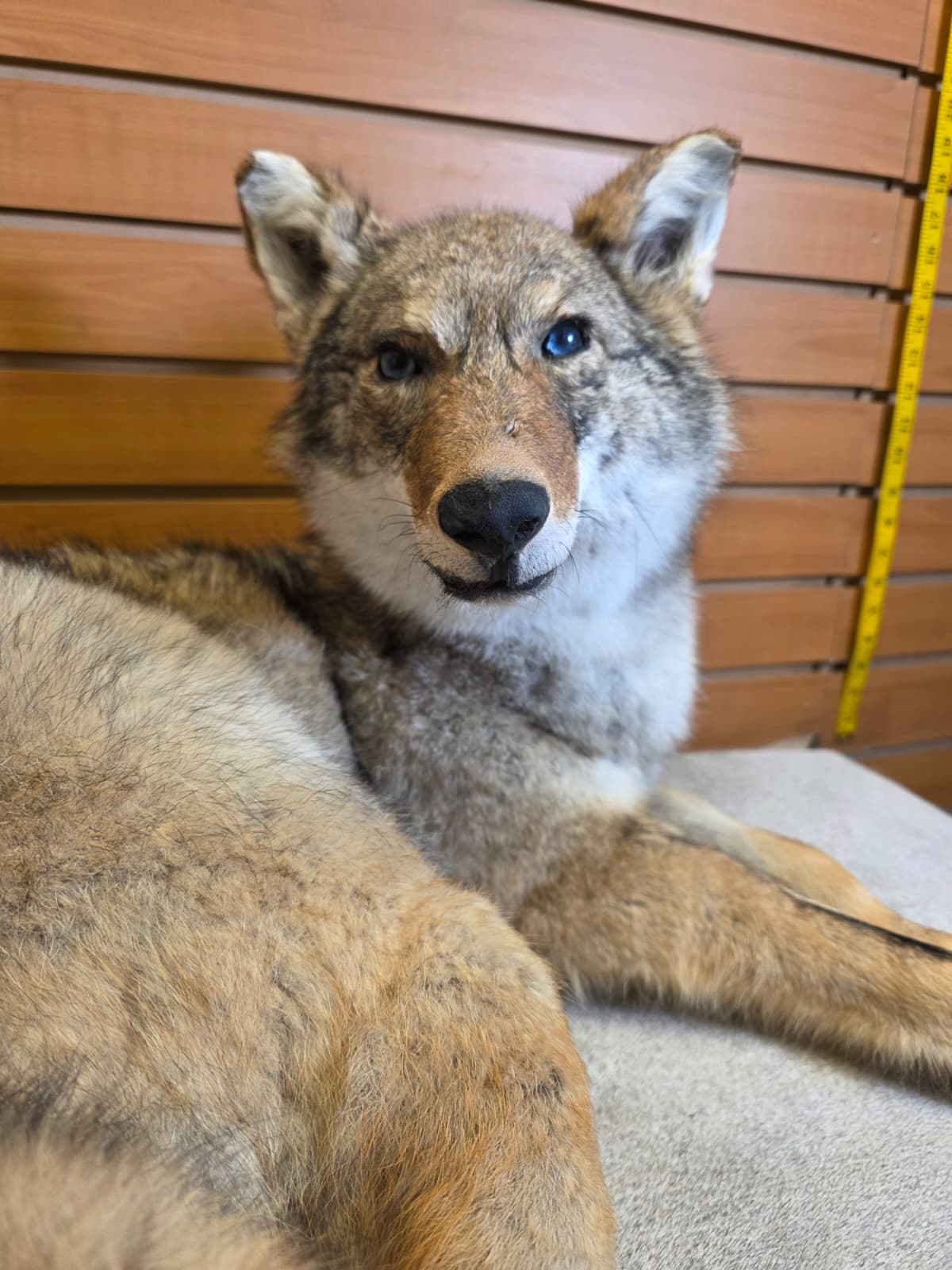 KMCY33 - Full-Body Coyote Taxidermy Mount